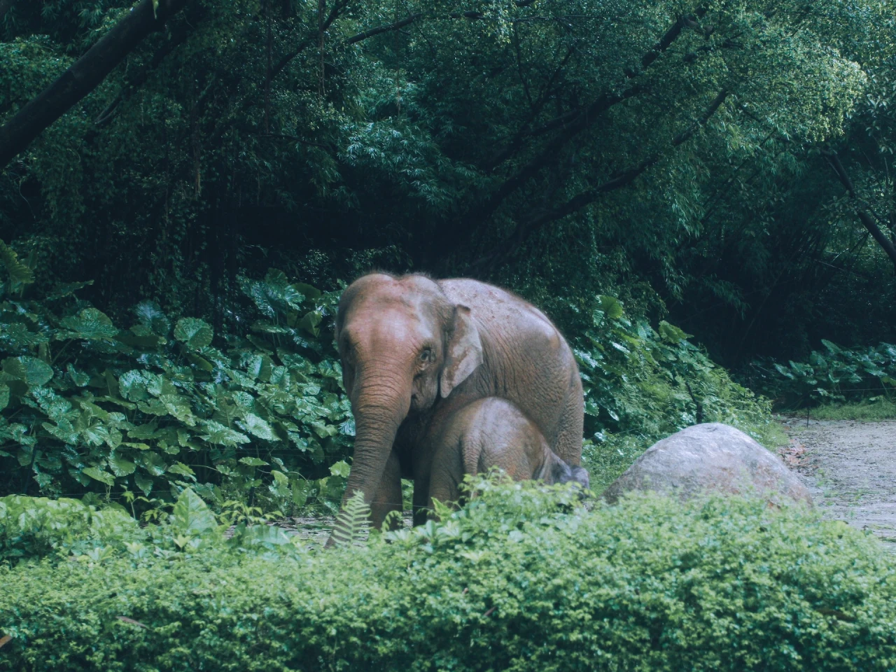 reception of SR Jungle Resort