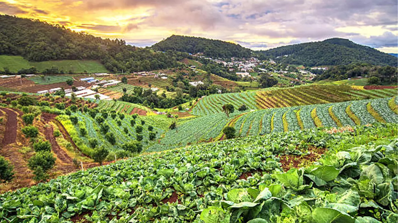 Organic Farming SR Jungle Resort